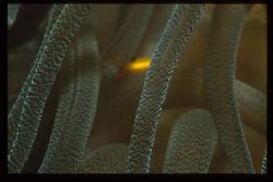 If you closely at this shot of a Atlantic Anemone shot in... by Scott Shenton 